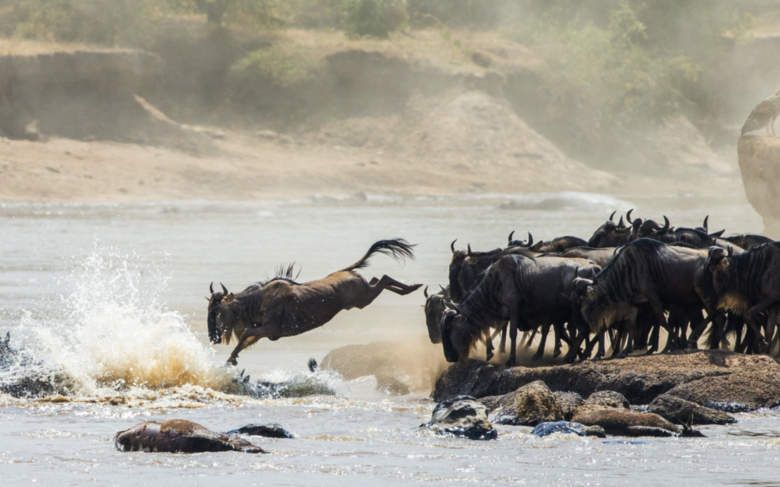 Migration Image - River Crossing